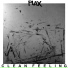 PLAX