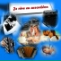 Johnny accordeoniste