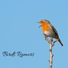 Relaxing Nature Sounds Collection