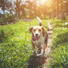 Relaxing Music for Dogs, Calm Doggy, Pet Care Club