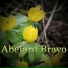 Abelard Bravo