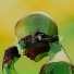 Motion Graphics