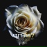 Sheinrose