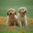 Classical Lullabies, Massagem Guru, Wellness