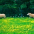 POLHEN