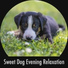 Dog Relaxation Moments