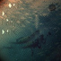 CRABE