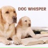 Dog Whisper