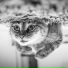 Cat Music Therapy, Calm Music for Cats, Cat Music