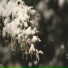 Snowy Lofi Vibes