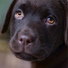 Music For Dogs, Sleepy Dogs, Dog Music