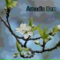 Amadio Ben