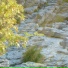 Fording A Stream