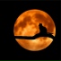 RelaxMyCat, Music For Cats, Pet Care Club
