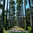 Tropical Christmas Classics
