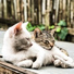 Cat Music, RelaxMyCat, Jazz Music for Cats