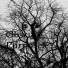 Lou Hasak