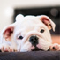 Calming Music for Dogs, Relaxmydog