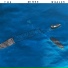 The Minke Whales