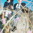 kalmia