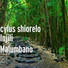 cylus shiorelo