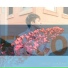 EHCO, Liza Flume