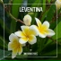 Leventina