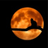 RelaxMyCat, Music For Cats, Pet Care Club