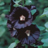 Brick Reds, Black Mauves Dalhous
