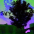 Night Shadow, Honey Splif