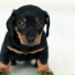 Pet Care Club, Sleepy Dogs, Music for Dog's Ears