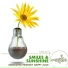 Organic Spark