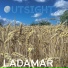 Ladamar