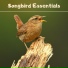 Bird Sounds
