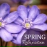 Spring Awakening