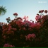 Lany
