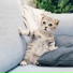 Pet Care Club, Music For Cats TA, RelaxMyCat