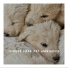 Dog Chill Out Music
