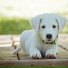 Calm Doggy, Relaxmydog, Calming Music for Dogs