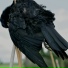 Red Kite