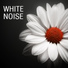 White Noise Masters