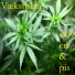 Skiven & Pis