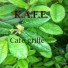 KAFE