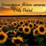 Gily Band