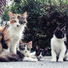 Calm Music for Cats, Music For Cats TA, Cat Music