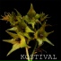 Kostival