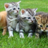 Jazz Music Therapy For Cats, Cat Music, RelaxMyCat