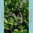 L.Paradise