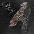 Elder Tree