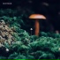 shiitake